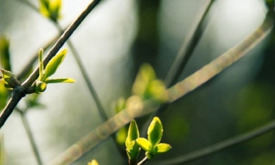 spring_growth.jpg